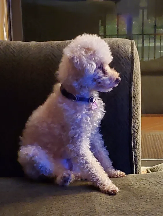 white toy poodle