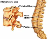 low_back_anatomy