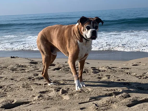 Boxer dog on the beach