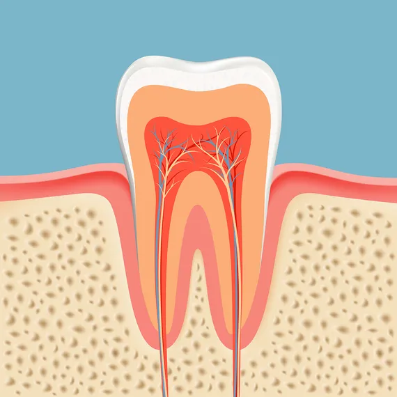 illustration of tooth interior and gum tissue, showing nerves and root canals Somerville, MA