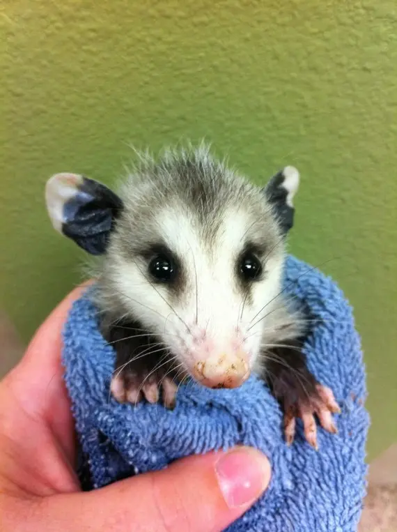 Opossum