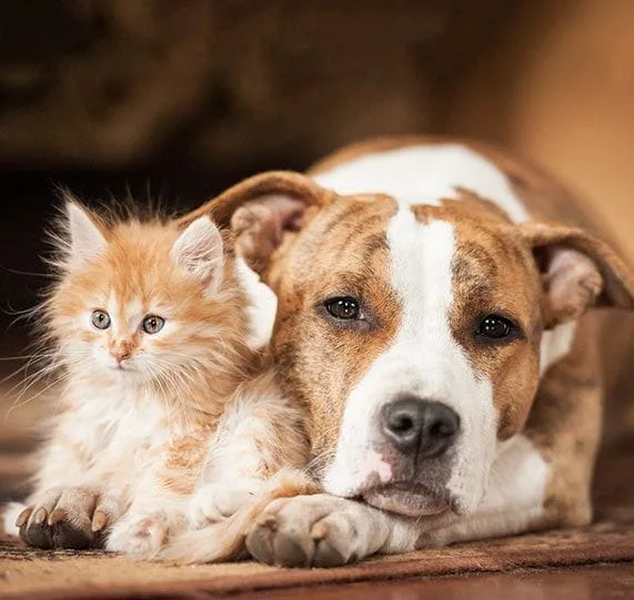Image of dog and kitten next to each other