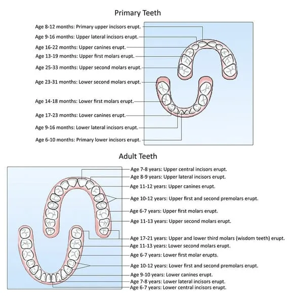 TOOTH ERUPTION CHART