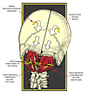 skull_muscles.gif