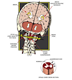 spinal_cord.gif