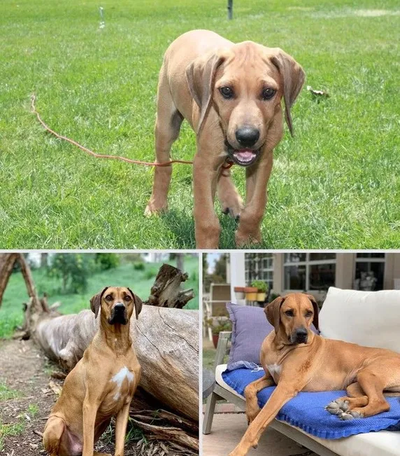 Rhodesian Ridgeback