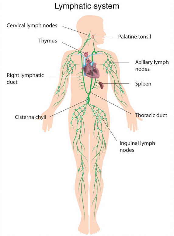 lymph