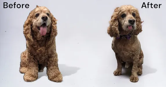 groomed dog before and after comparison