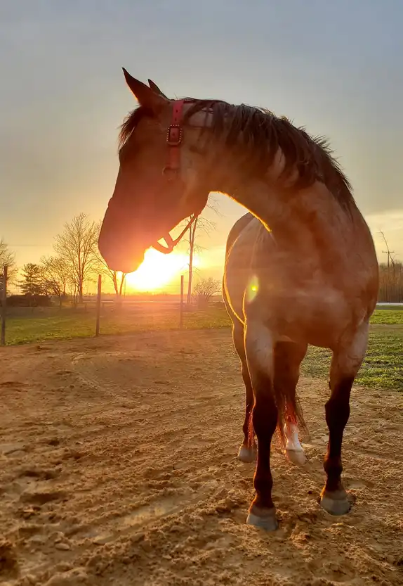 horse and sunset