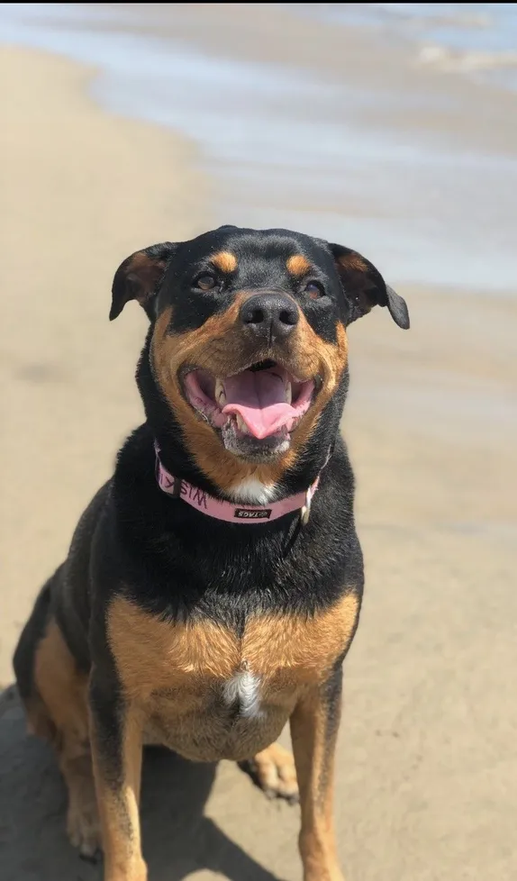 female rottweiler