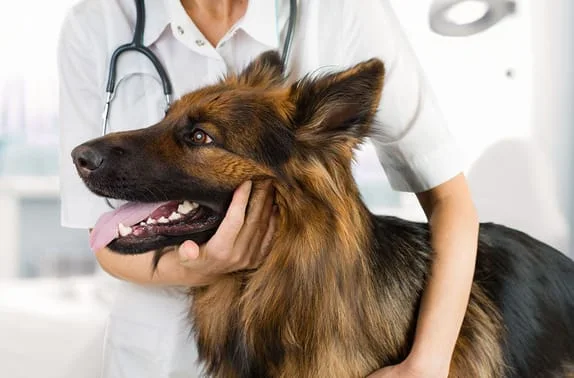 River North Small Animal Hospital Offer Pet Wellness Exams