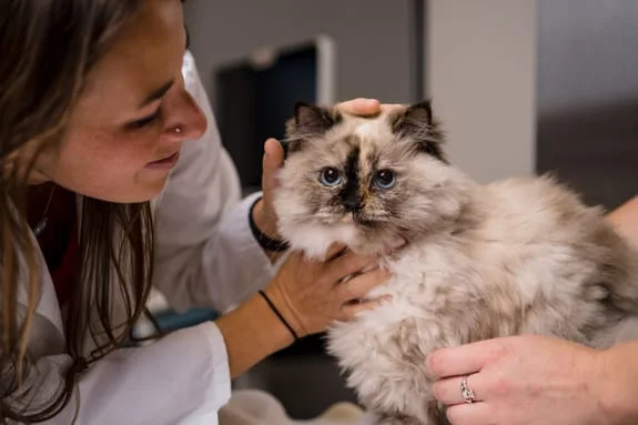 Cat getting an examination