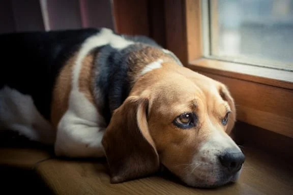 A dog lying staring at the window