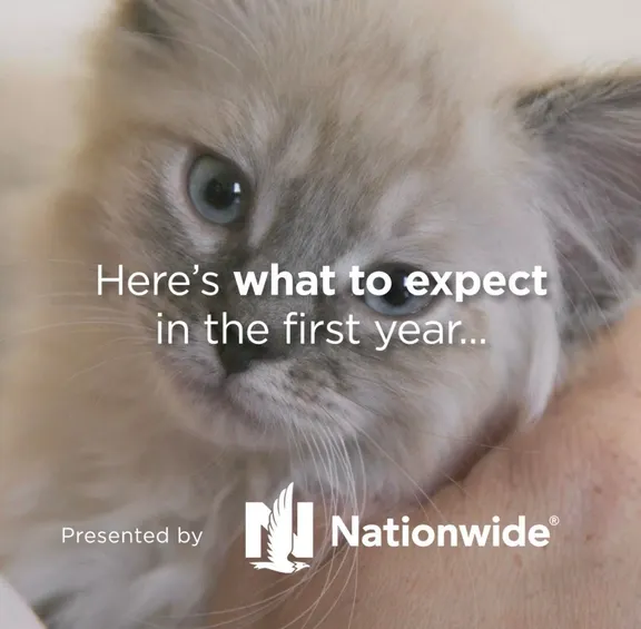 Costs of Owning a Kitten