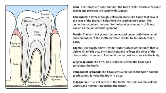 ANATOMY OF A TOOTH