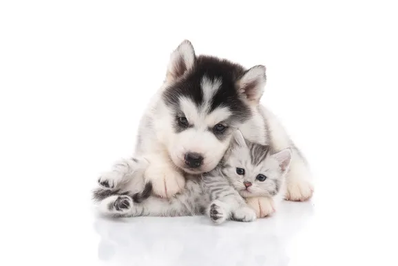 dog and kitten