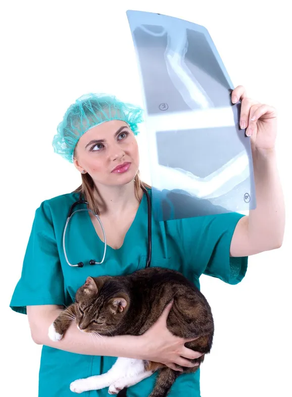 The Top 5 Benefits of Getting Regular X-Rays for Your Pets Health