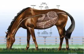 Equine_intestinal_tract.jpg