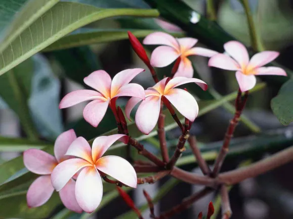 Frangipani_Flowers.jpg