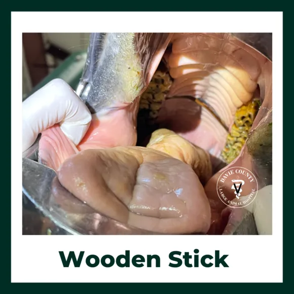 Woodenstickfoundinhorsemouth