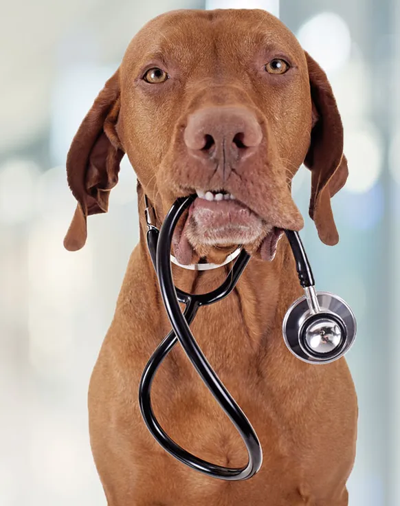 A dog carrying a stethoscope in its mouth