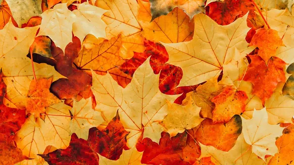 Fall is Here!