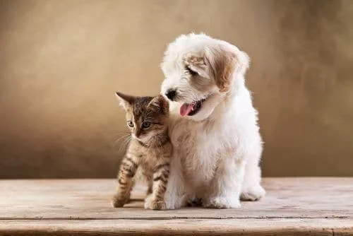 a puppy and a kitten