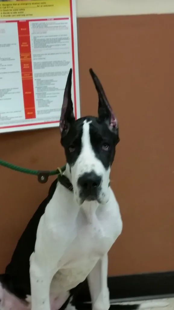 great dane ears