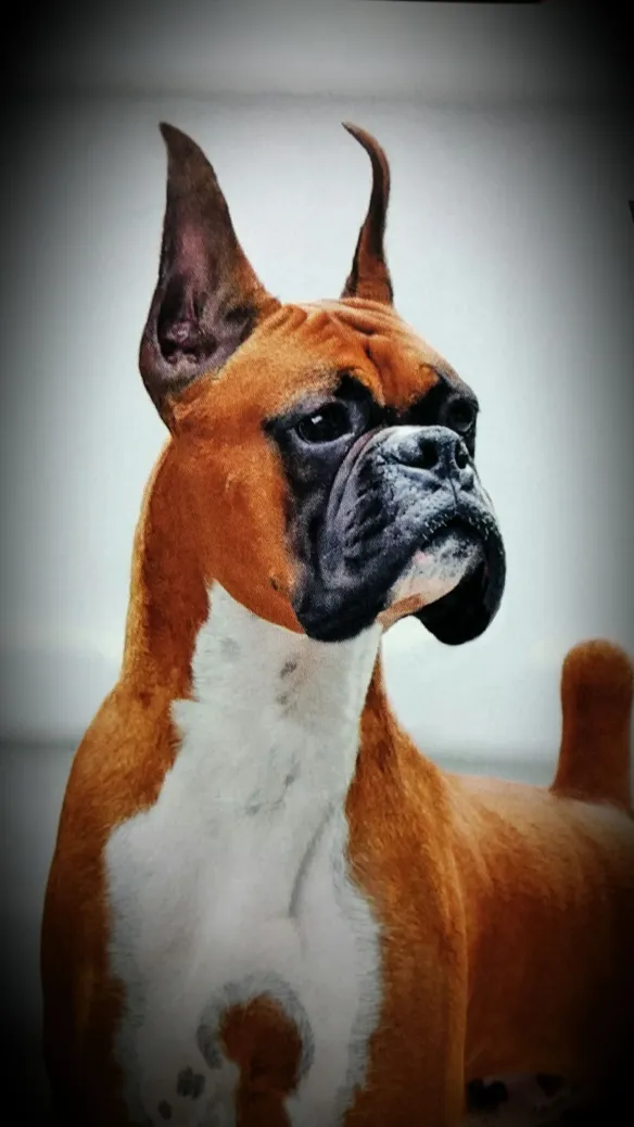 boxers ears prof