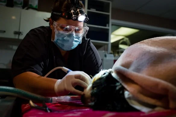 A Veterinary Technician performs a dental cleaning.