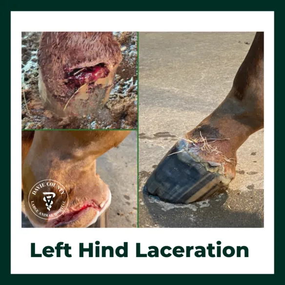 Left.Hind.Laceration.Horse.Emergency.DavieCounty