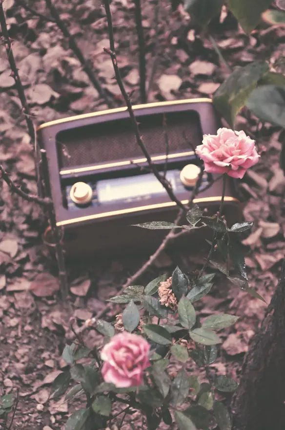 radio and rose