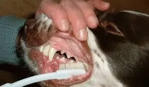 Veterinarian brushing a dog's teeth in Redlands Pet Clinic