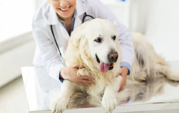 image of a dog and a vet