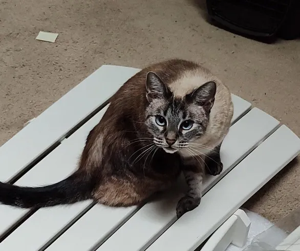 Siamese tabby mix cat