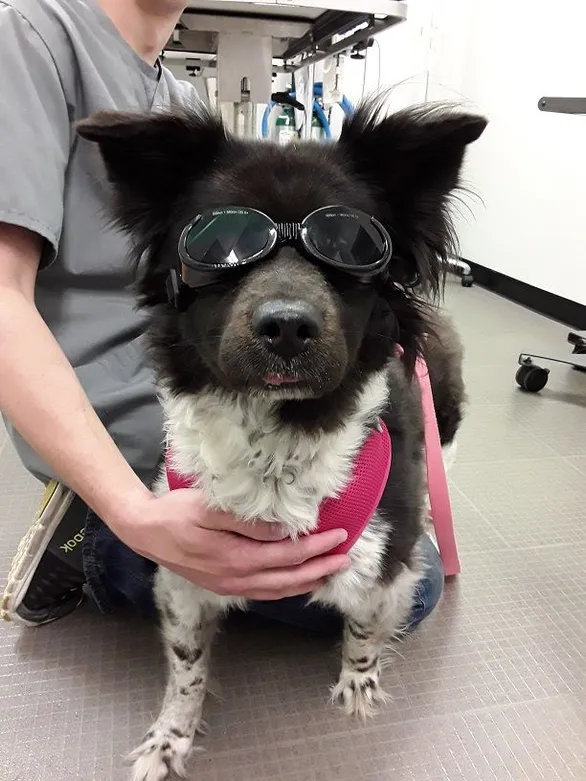 I Wear Doggles