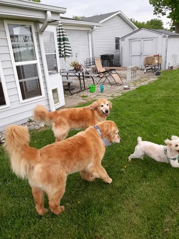 goldenretreiver