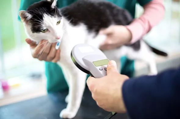 microchipping a cat