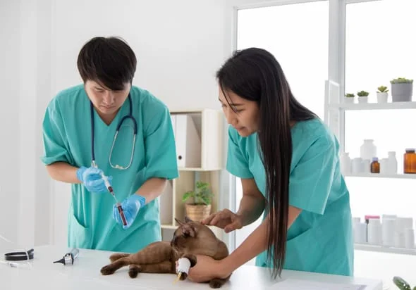 Veterinary Bloodwork
