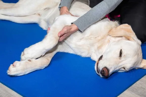 Veterinarian treating a dog for Osteoarthritis 