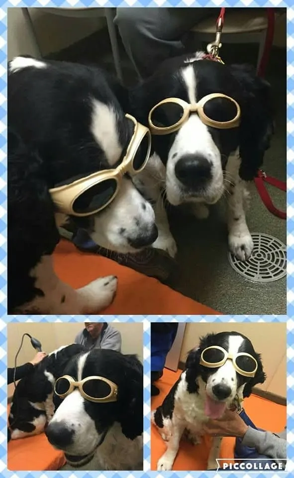 Laser therapy for dogs_ Mojo