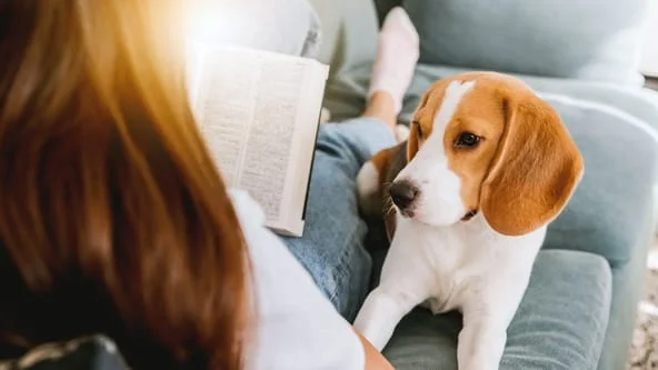 Beagle on couch with person reading