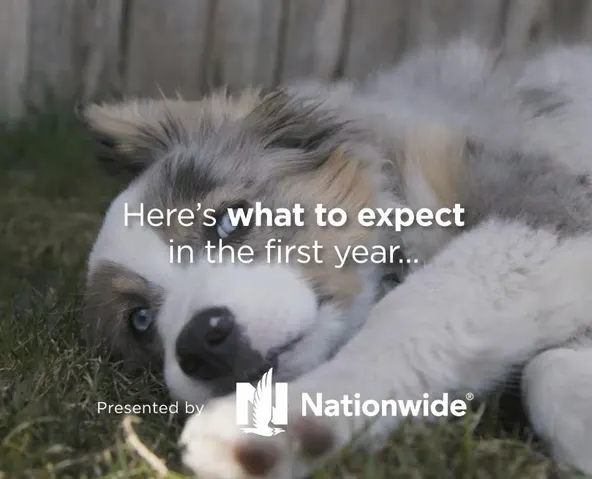 Costs of Owning a Puppy