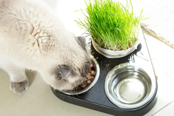 Nutrition for pets with diabetes
