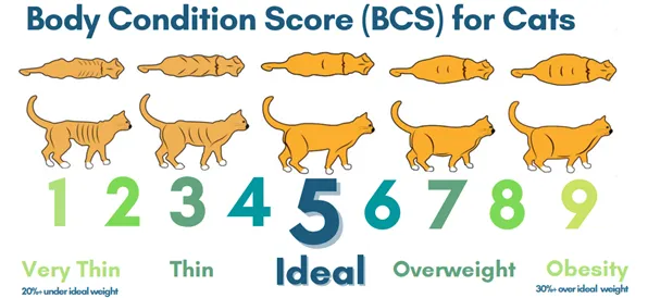 Cat Body Condition Score Chart