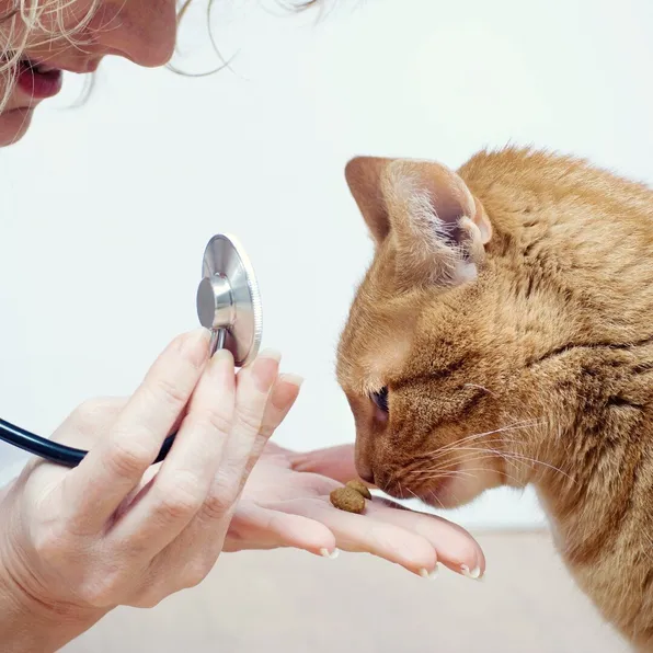 Cat sniffing treat