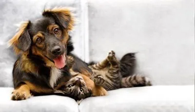 puppy and kitten wrestling