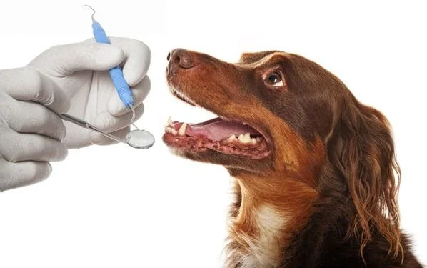 Dog receiving dental examination