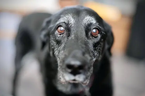 old black labrador retriever