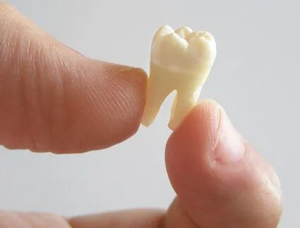 thumb and index finger holding extracted molar tooth, tooth extractions Baton Rouge, LA dentist